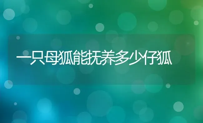 一只母狐能抚养多少仔狐 | 养殖技术大全