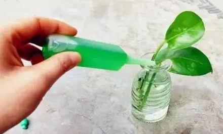 营养液简单配方,水培常用的三种营养液配方？