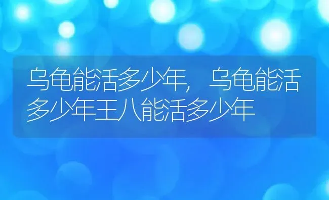 乌龟能活多少年,乌龟能活多少年王八能活多少年 | 养殖科普