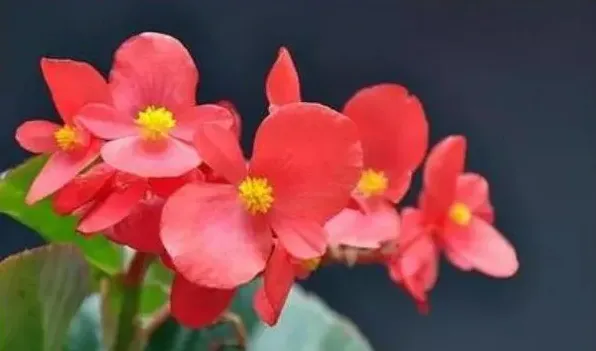 四季海棠为什么掉花蕾 | 生活常识