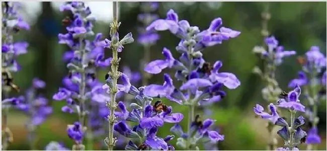 蓝花鼠尾草花期 | 农广天地