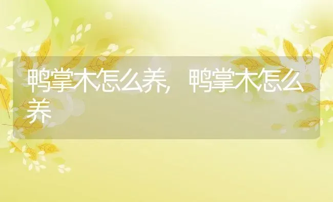 鸭掌木怎么养,鸭掌木怎么养 | 养殖科普