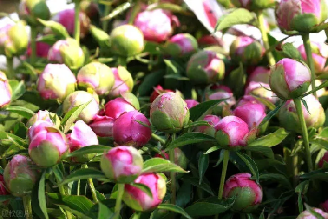 芍药花什么时候种植,芍药种植季节？