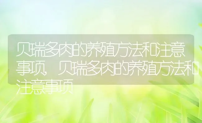 贝瑞多肉的养殖方法和注意事项,贝瑞多肉的养殖方法和注意事项 | 养殖科普