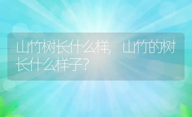 山竹树长什么样,山竹的树长什么样子？ | 养殖科普