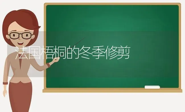 法国梧桐的冬季修剪 | 养殖知识