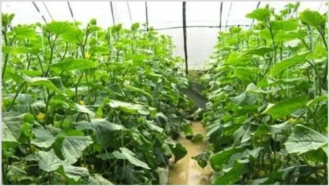 三月份蔬菜种植什么品种、注意什么 | 生活妙招
