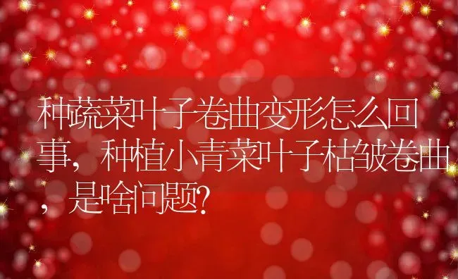 种蔬菜叶子卷曲变形怎么回事,种植小青菜叶子枯皱卷曲，是啥问题？ | 养殖科普