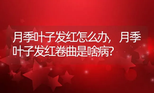 月季叶子发红怎么办,月季叶子发红卷曲是啥病？ | 养殖科普