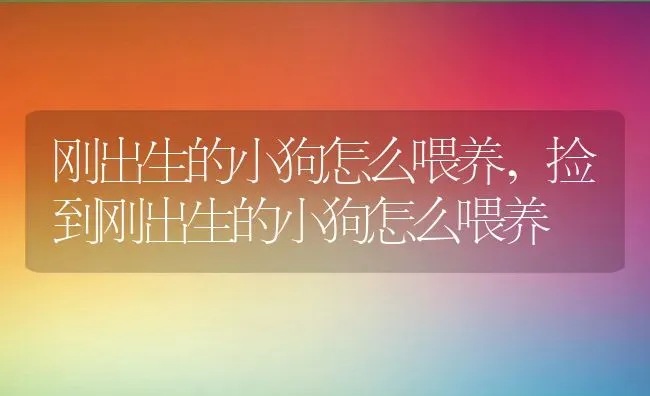 刚出生的小狗怎么喂养,捡到刚出生的小狗怎么喂养 | 养殖科普