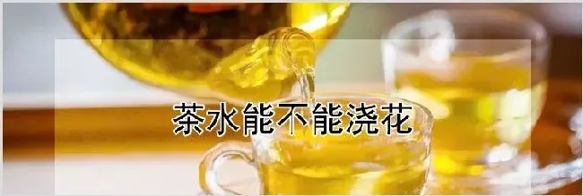 茶水能不能浇花 | 生活常识