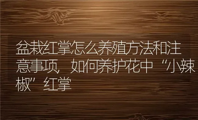 盆栽红掌怎么养殖方法和注意事项,如何养护花中“小辣椒”红掌 | 养殖学堂