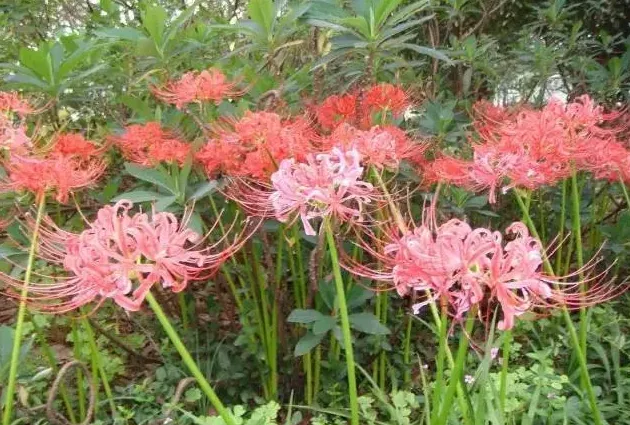 养石蒜花吉利吗,养猫可以养石蒜吗？