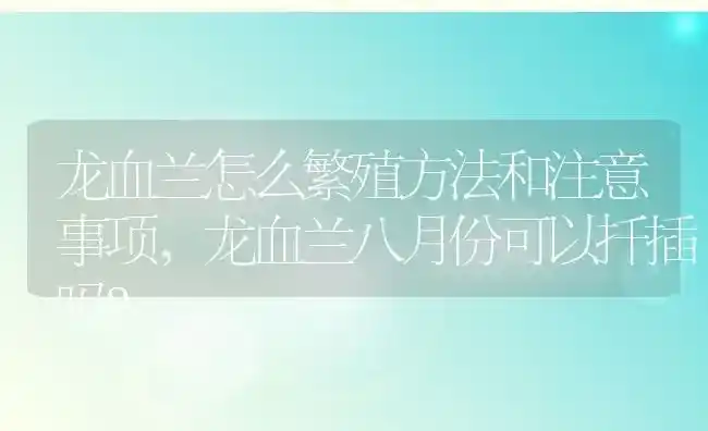 龙血兰怎么繁殖方法和注意事项,龙血兰八月份可以扦插吗？ | 养殖科普