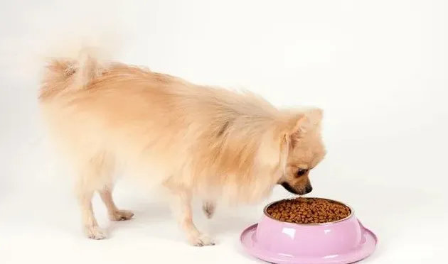 博美纯种和不纯怎么区别图片,博美犬不交配能生小狗吗?怎样才能判断是不是纯种？