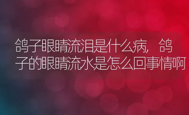 鸽子眼睛流泪是什么病,鸽子的眼睛流水是怎么回事情啊 | 养殖学堂