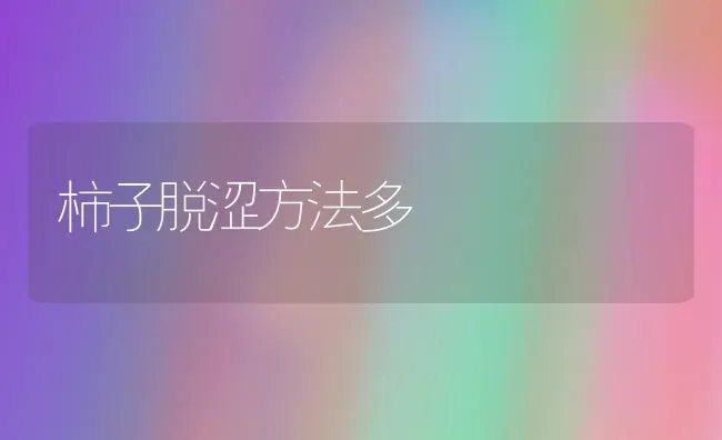 柿子脱涩方法多 | 养殖技术大全