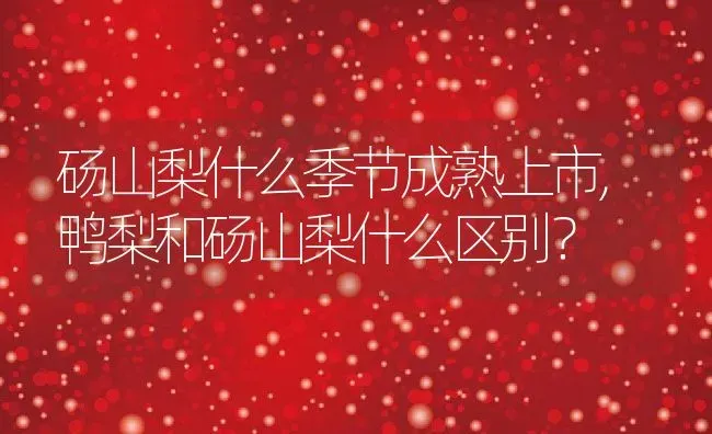 砀山梨什么季节成熟上市,鸭梨和砀山梨什么区别？ | 养殖科普