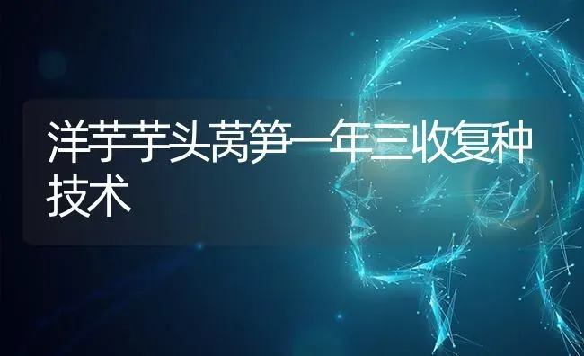 洋芋芋头莴笋一年三收复种技术 | 养殖技术大全