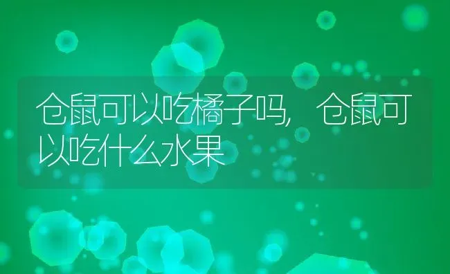 仓鼠可以吃橘子吗,仓鼠可以吃什么水果 | 养殖科普