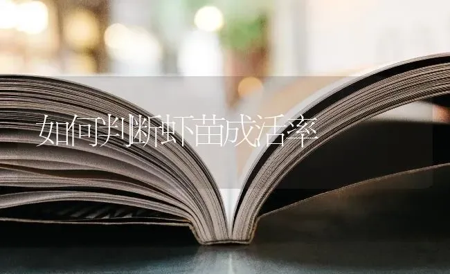 如何判断虾苗成活率 | 养殖技术大全
