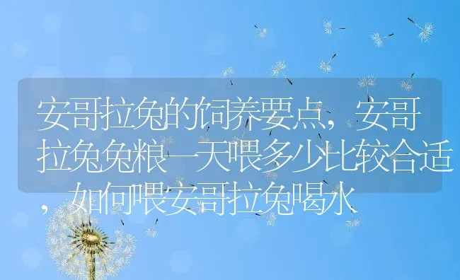 安哥拉兔的饲养要点,安哥拉兔兔粮一天喂多少比较合适，如何喂安哥拉兔喝水 | 养殖学堂