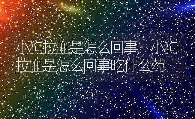 巨型猫品种大全,巨型猫品种大全带图 | 养殖科普