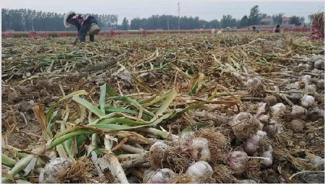 大蒜冬季种植技术 | 实用知识