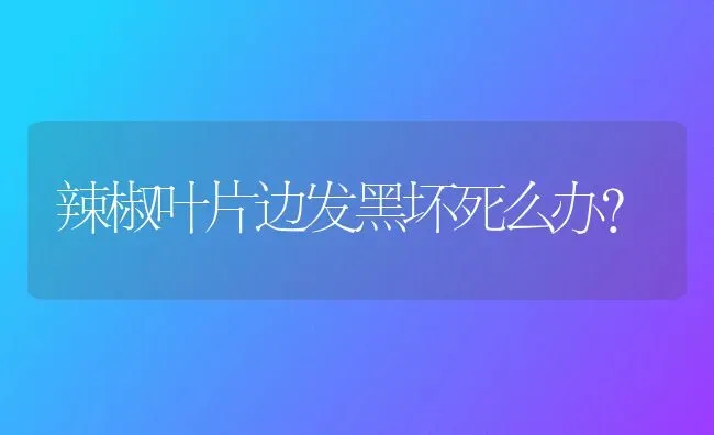 辣椒叶片边发黑坏死么办? | 养殖技术大全