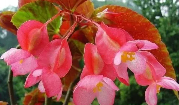 四季海棠为什么掉花蕾 | 生活常识
