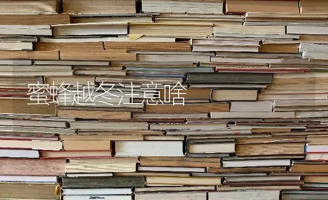 蜜蜂越冬注意啥 | 养殖知识