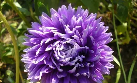 紫菀花的花语是什么,我想知道各种花的花语？（如雏菊、紫菀什么的）？