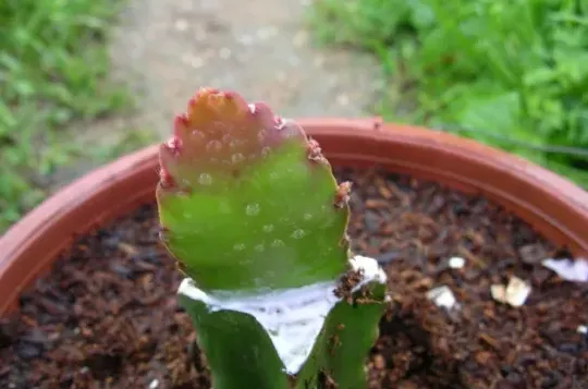 紫露兰植物怎么繁殖,油画吊兰紫罗兰养殖方法？