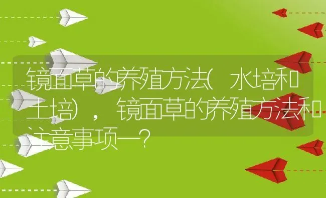 镜面草的养殖方法(水培和土培),镜面草的养殖方法和注意事项一？ | 养殖科普