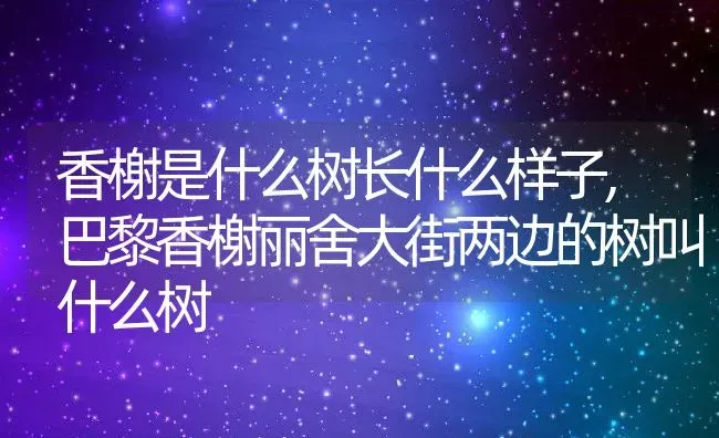 香榭是什么树长什么样子,巴黎香榭丽舍大街两边的树叫什么树 | 养殖学堂