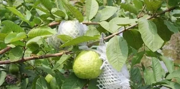 芭乐的种植技术及管理技巧 | 三农知识