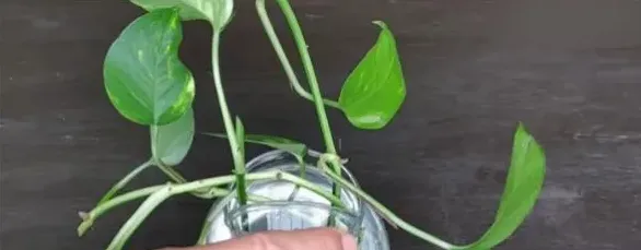 营养液简单配方,水培常用的三种营养液配方？
