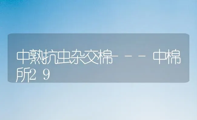 中熟抗虫杂交棉---中棉所29 | 养殖技术大全