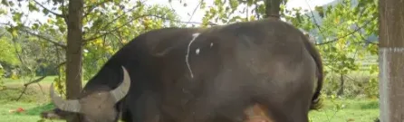 水牛妊娠期了怎么办？ | 三农知识