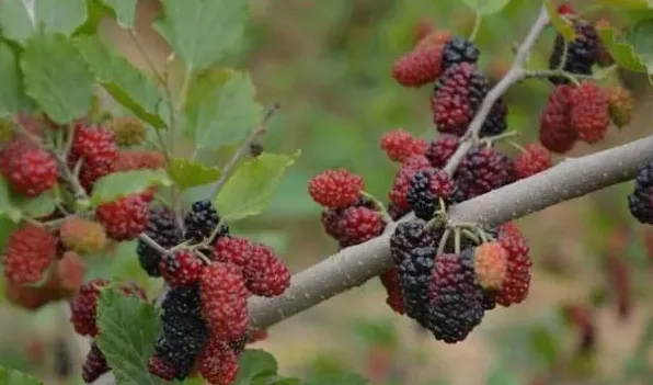 桑葚什么时候成熟季节 | 农广天地