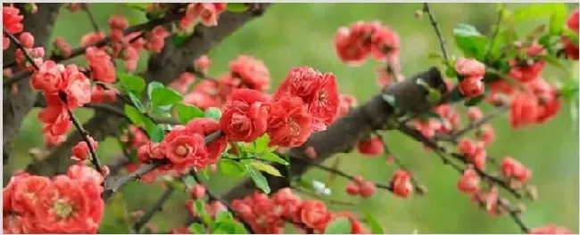 四季海棠为什么掉花蕾 | 生活常识