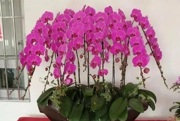 蝴蝶兰花败后怎么养护有利于萌发新根,蝴蝶兰花朵关闭是怎么回事？