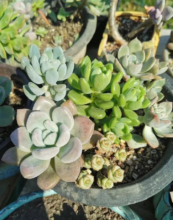 新家入宅买什么鲜花,乔迁新居送茶花好吗?