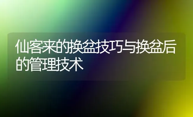 仙客来的换盆技巧与换盆后的管理技术 | 养殖知识