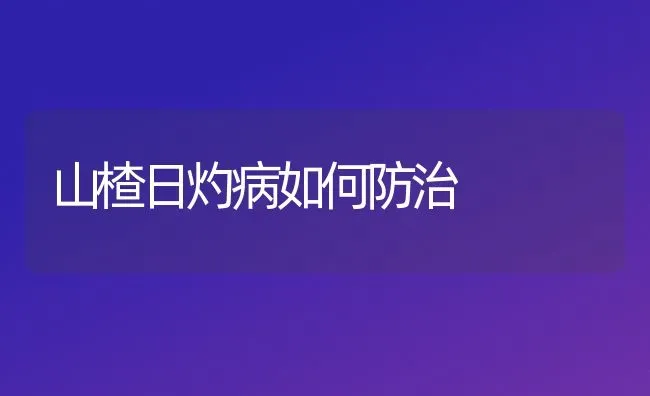 山楂日灼病如何防治 | 养殖技术大全