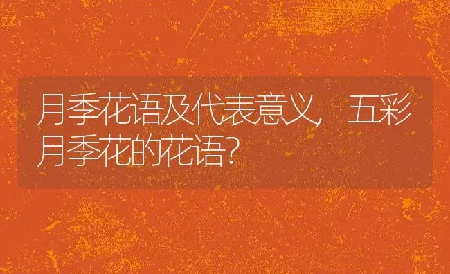 月季花语及代表意义,五彩月季花的花语？ | 养殖科普