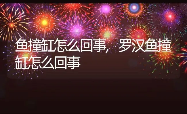 鱼撞缸怎么回事,罗汉鱼撞缸怎么回事 | 养殖科普