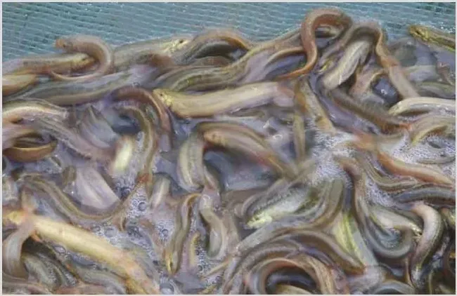 泥鳅苗种的快速培育技术 | 农广天地