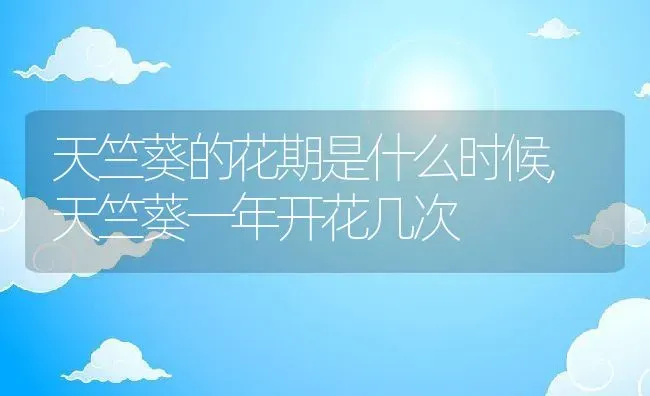 天竺葵的花期是什么时候,天竺葵一年开花几次 | 养殖学堂