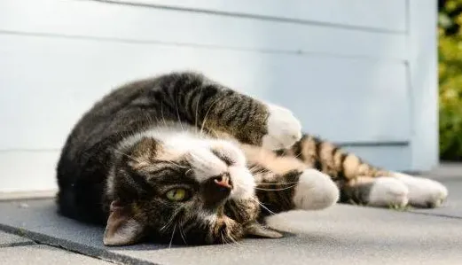 刚出生的小猫怎么养,刚出生几天的小猫怎样才能养活？